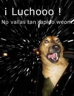 perros memes mascotas
