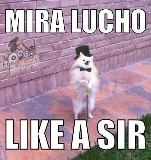 perros