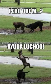 lucho