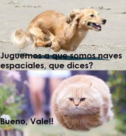 perros memes mascotas