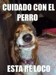 perros mascotas