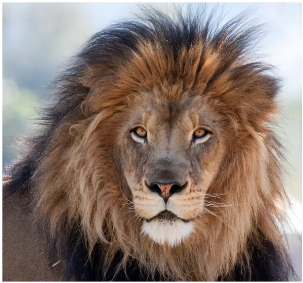 12 animales salvaron una vida