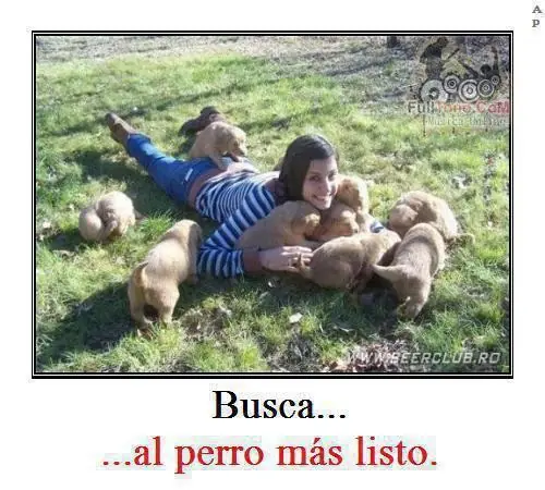 perros