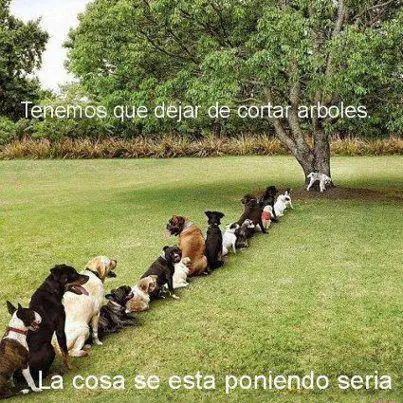 perros humor