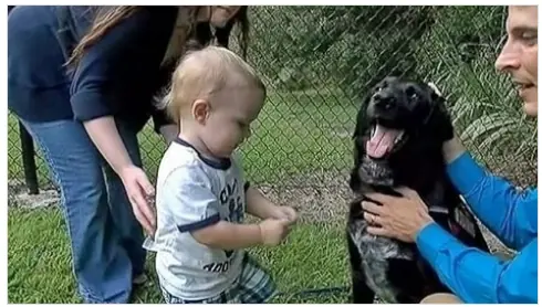 12 animales salvaron una vida