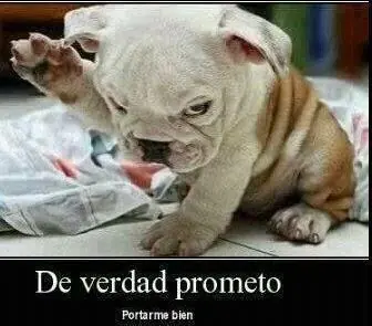 lucho