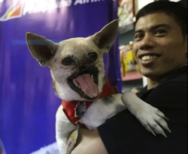 animales salvan vidas