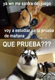 perros humor