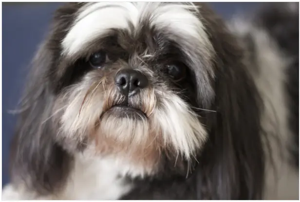 12 animales salvaron una vida