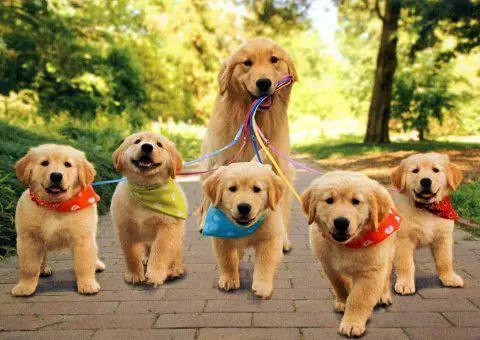 Lucho, Perros memes y mascotas. Full imagenes