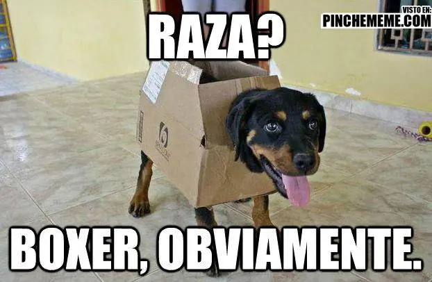 Lucho, Perros memes y mascotas. Full imagenes