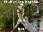 perros mascotas