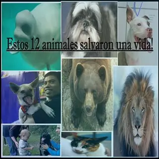 12 animales salvaron una vida