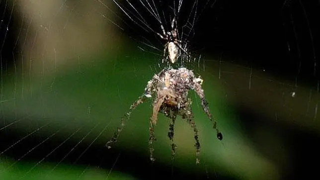 Una extraña araña fabrica una versión gigante de sí mism