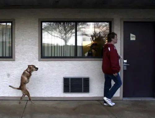 Perro Humano dos patas