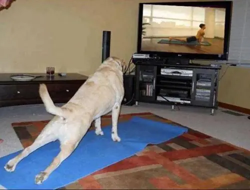 9 cosas que debemos aprender de los animales