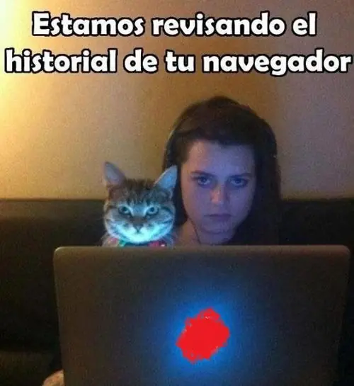 mas gatos