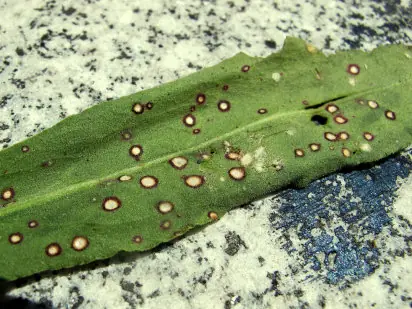 reproduccion de hongos