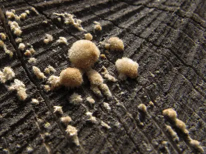 Los beneficios y perjuicios de los hongos