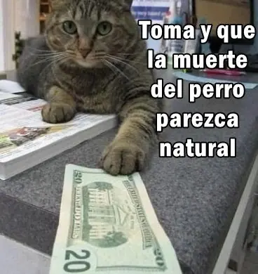 gatos