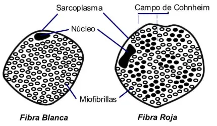 Tipos de fibras musculares.