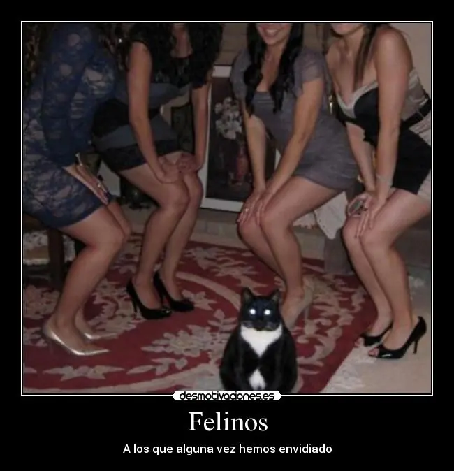 Gatos, la verdad sobre ellos.