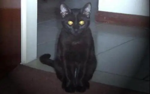 muchos mas gatos