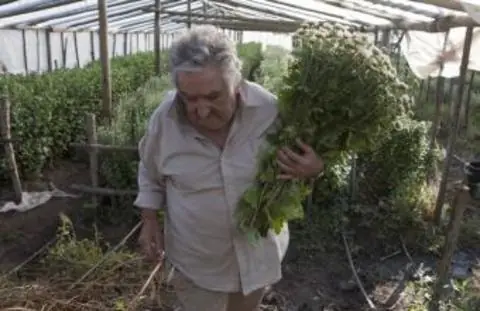 mujica