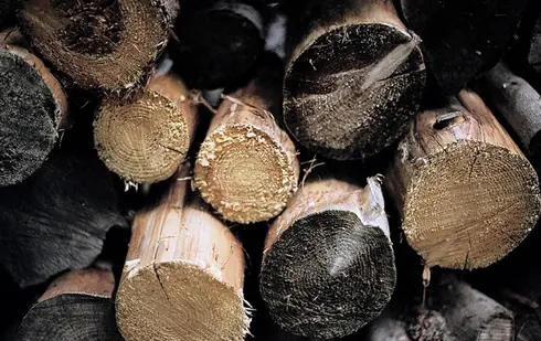 Plásticos a partir de madera