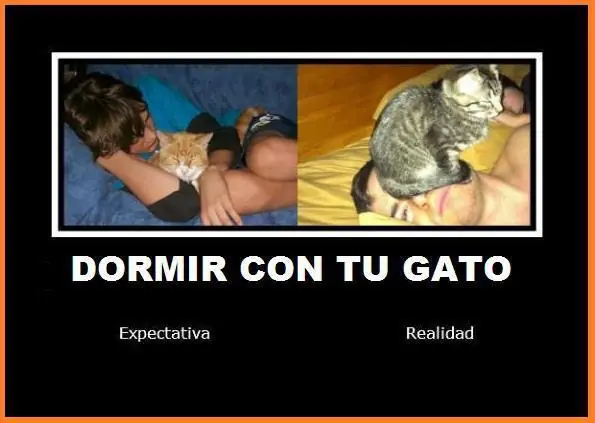 curiosidades de gatos