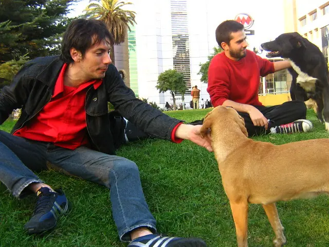 perro