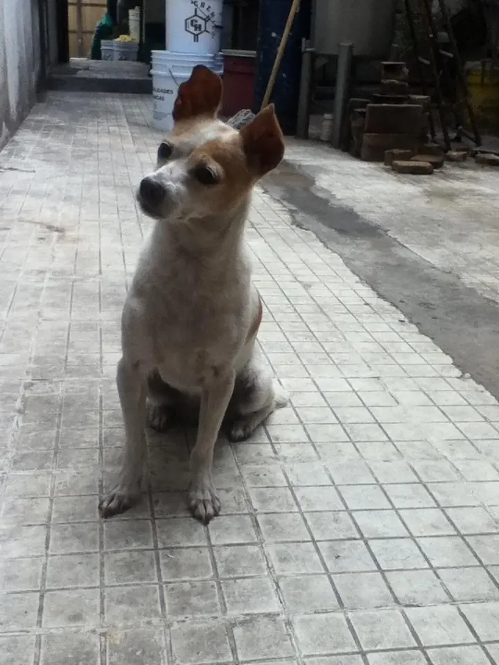 perrito