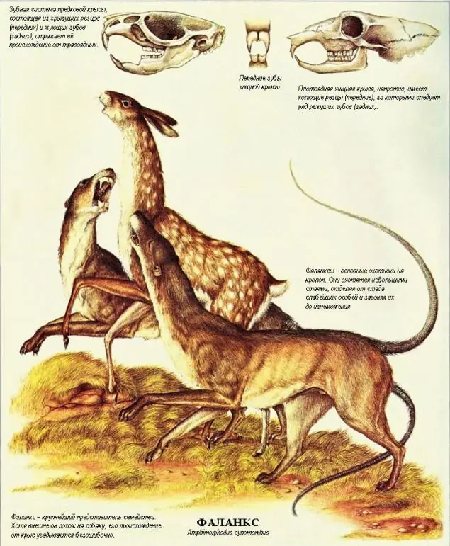 Literalmente 4 Libros Extraños