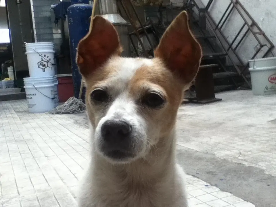 poema de un perro.
