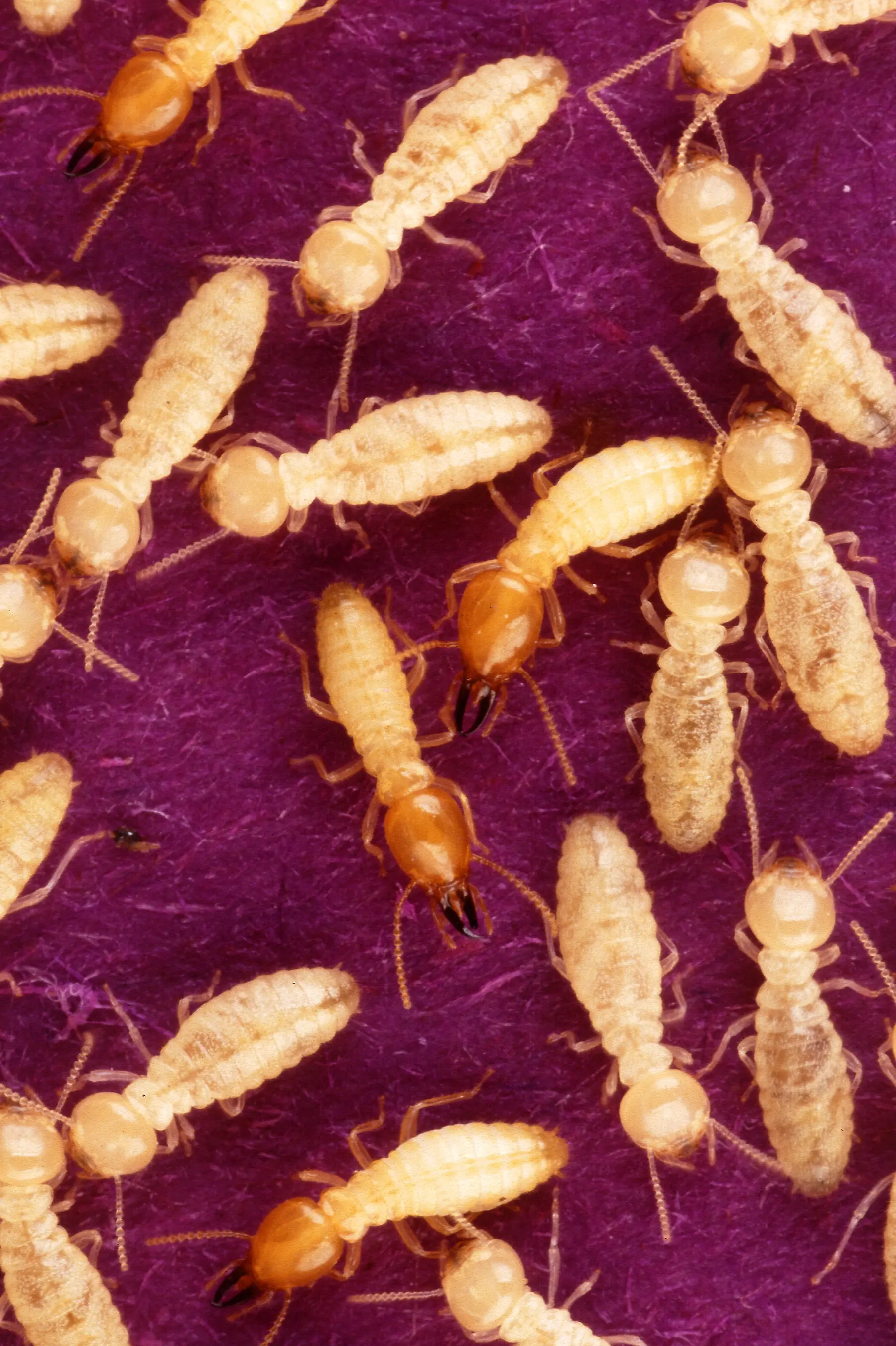 Isoptera (termita)