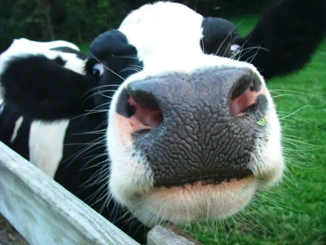 acuicultura