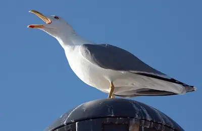 de