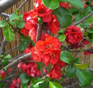 flor