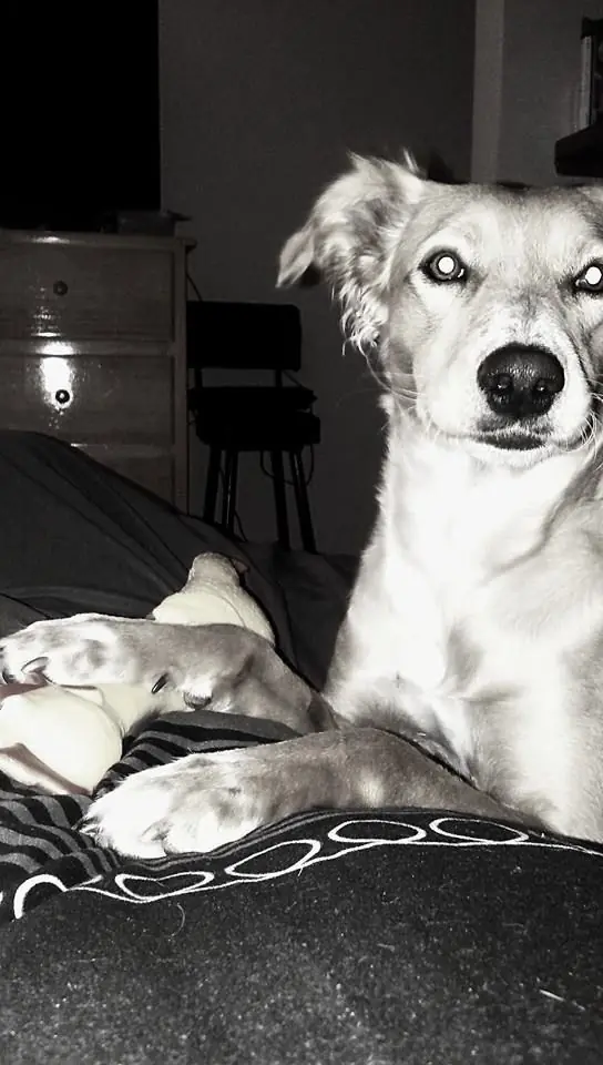 20 razones para que tengas un perro