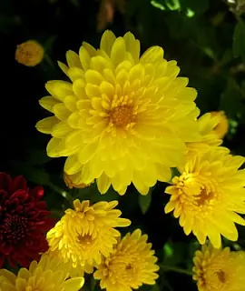 "Hanakotoba" Lenguaje De Las Flores