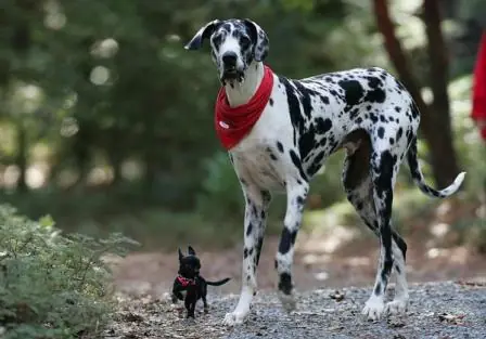 mejor amigo