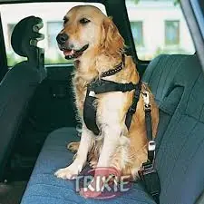 perrito
