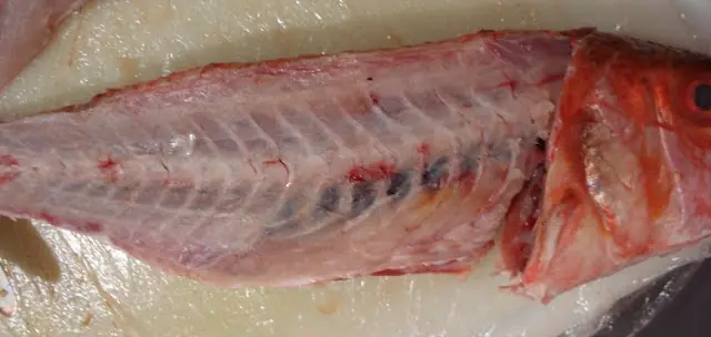 tilapia