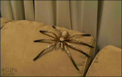 Gifs para reírse