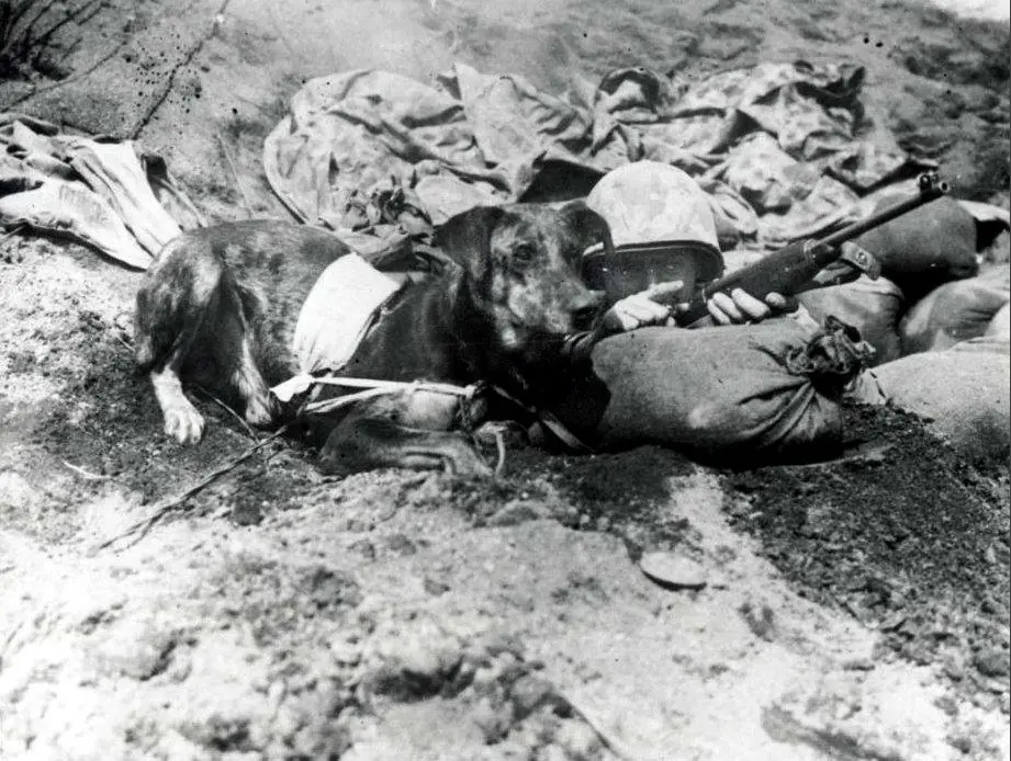 Tom , el perrito héroe de Malvinas