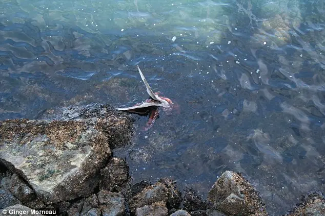 Fotos increíbles de pulpo comiendo una gaviota