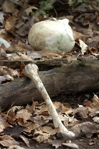 La granja de cuerpos.