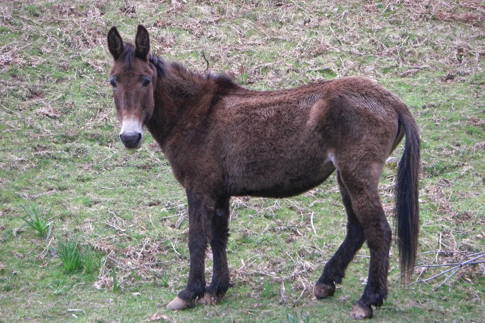 Animales hi