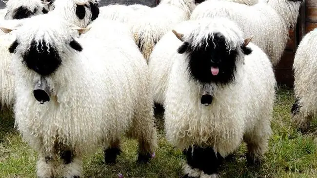 Oveja de Nariz negra >> Animales Raros