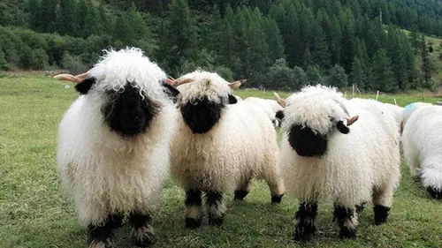 Oveja de Nariz negra >> Animales Raros